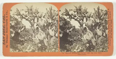 Cactus Gigantea - 18 feet high, San Jose, Santa Clara County, No. 73 from the series "San Jose, Cal."