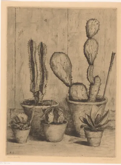 Cactussen