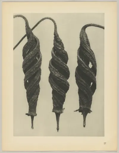 Cajophora lateritia, Loasaceae