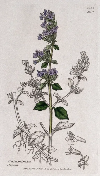 Calamint (Calamintha species): flowering stem, roots and floral segments