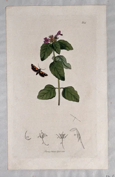 Calamint plant (Calamintha species) with an associated butterfly and its abdominal segments