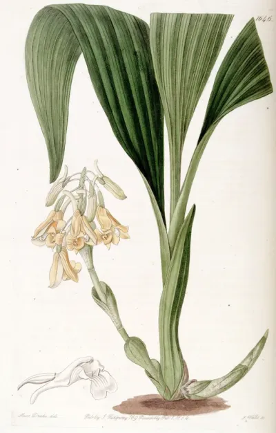 Calanthe densiflora