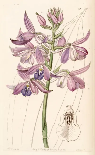 Calanthe sylvatica