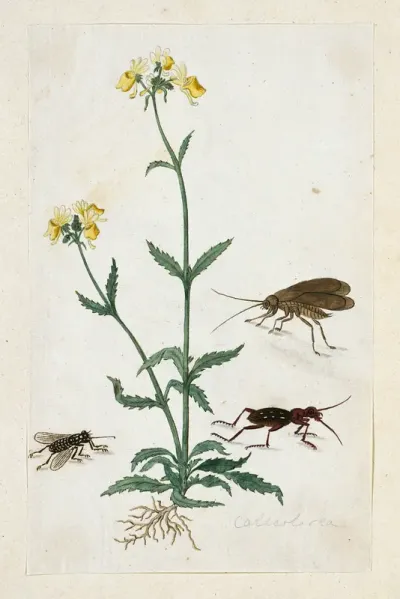 Calceolaria with three insects (Slipperwort)