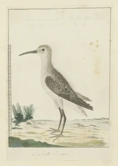 Calidris ferruginea (Krombekstrandloper)