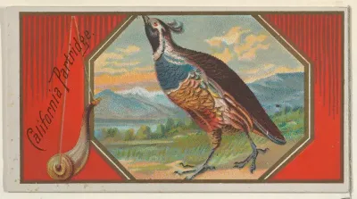 California Partridge, from the Game Birds series (N13) for Allen & Ginter Cigarettes Brands