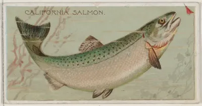 California Salmon, from the series Fishers and Fish (N74) for Duke brand cigarettes