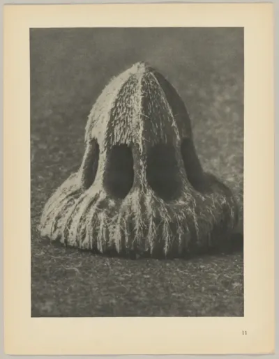 Callistemma brachiatum
