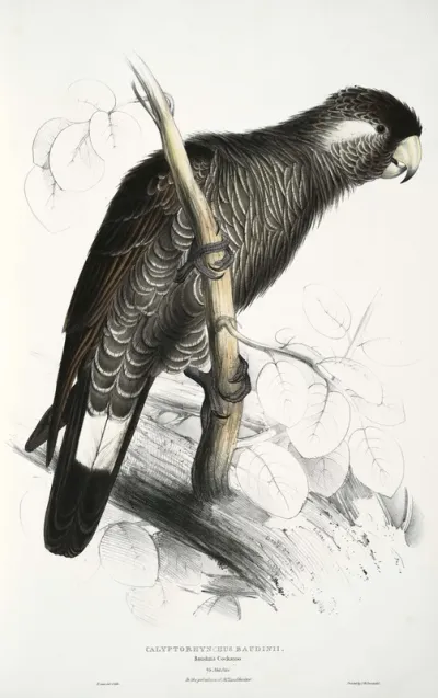 Calyptorhynchus baudinii, or Baudin's Cockatoo