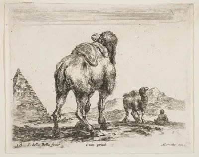 Camel viewed from behind, from Diversi Animali