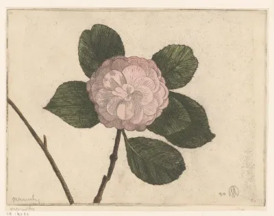 Camelia