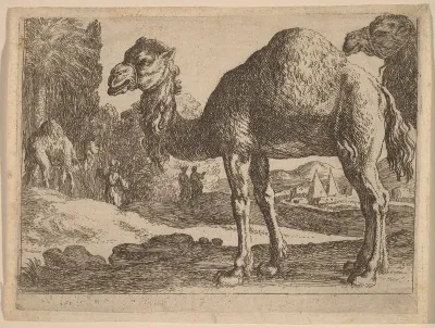 Camels