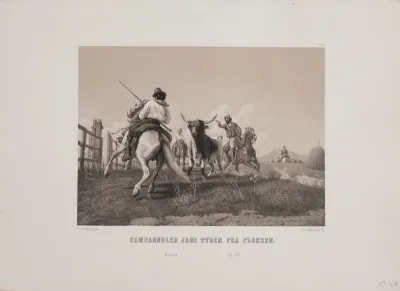 Campangnoler jage tyren fra flokken