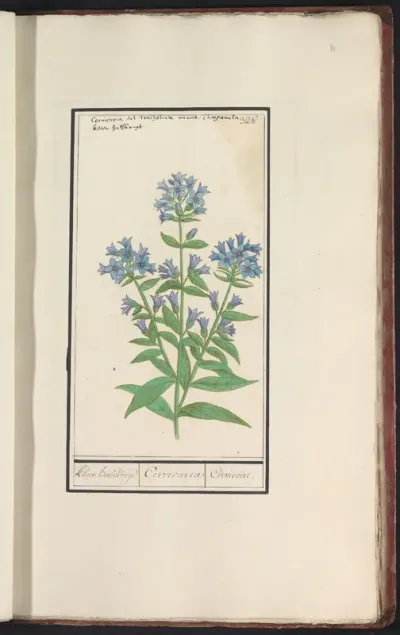 Campanula (Campanula cervicaria)