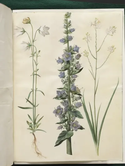 Campanula persicifolia (smalbladet klokke); Campanula pyramidalis (pyramide-klokke); Anthericum ramosum (grenet edderkopurt)