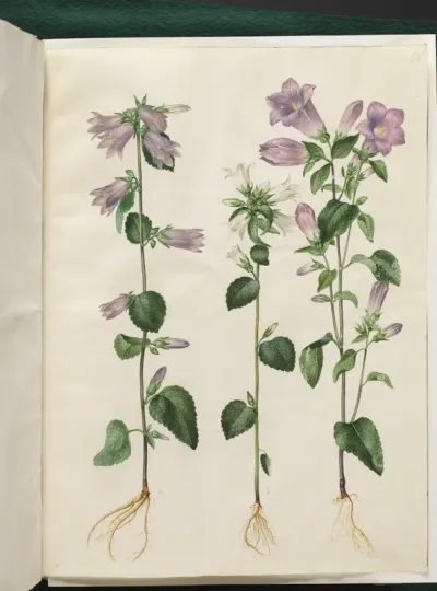 Campanula trachelium (nælde-klokke); Campanula medium (marie-klokke)