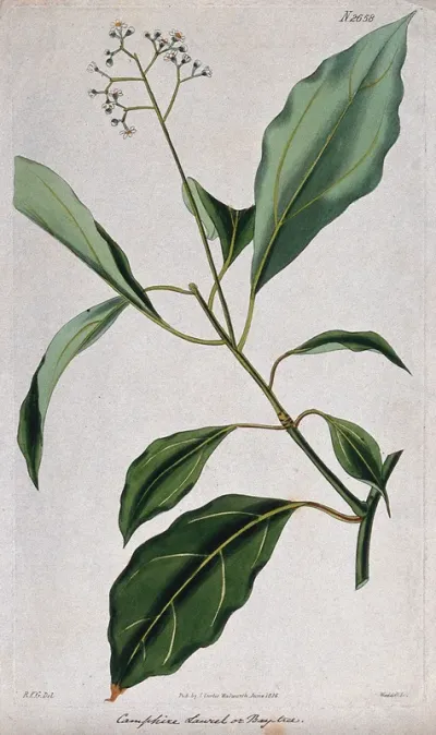 Camphor plant (Cinnamomum camphora): flowering stem