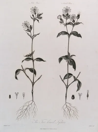 Campion (Lychnis sp.): entire male and female flowering plants with their respective floral segments