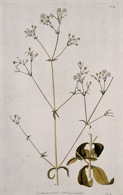 Campion (Silene catholica): two sections of flowering and fruiting stem