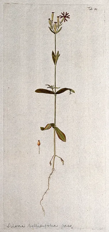 Campion (Silene sp.): entire flowering and fruiting plant with separate fruit