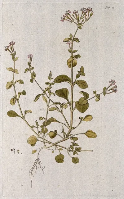 Campion (Silene sp.): entire flowering plant with separate floral segments