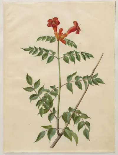 Campsis radicans (almindelig trompetblomst)