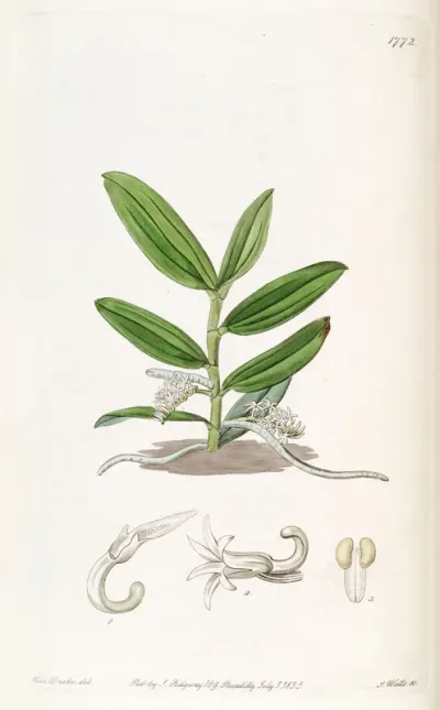 Campylocentrum micranthum