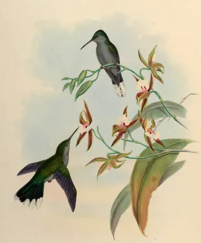 Campylopterus latipennis