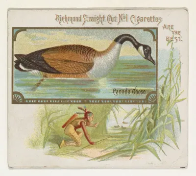 Canada Goose, from the Game Birds series (N40) for Allen & Ginter Cigarettes
