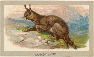 Canada Lynx, from the Animals of the World series (T180), issued by Abdul Cigarettes