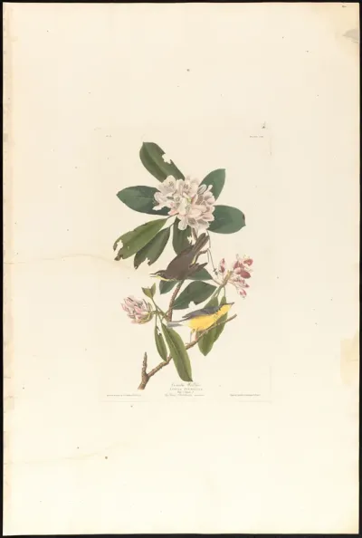 Canada Warbler
