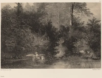 Canards