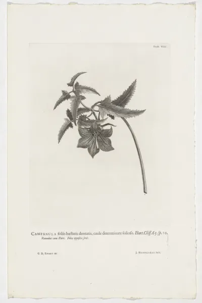 Canarina canariensis