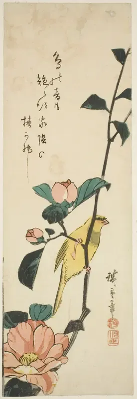 Canary and camellias