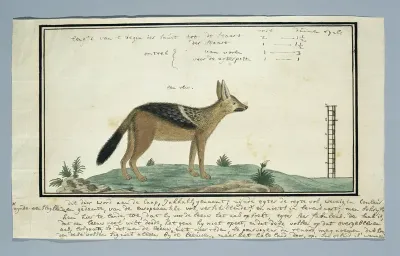 Canis mesomelas (Zadeljakhals; mannelijk)