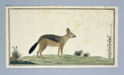 Canis mesomelas (Zadeljakhals)