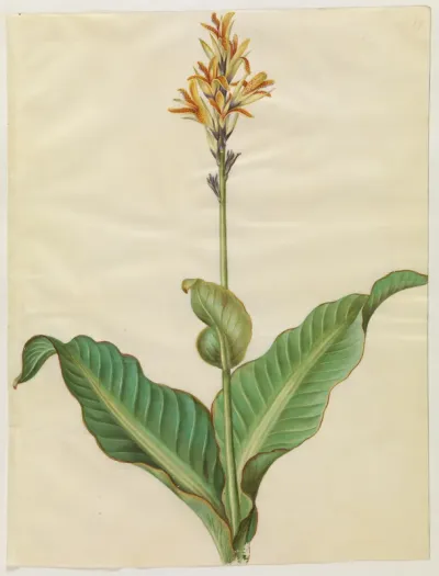 Canna indica (spiselig kanna)