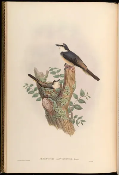 Canton Pericrocotus