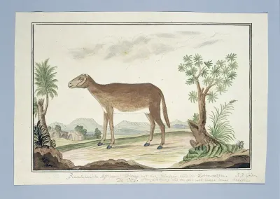 Cape ewe