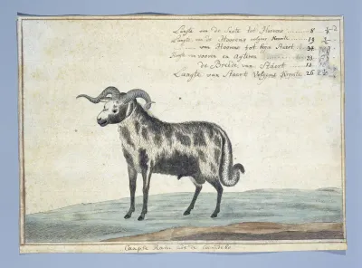 Cape Ram