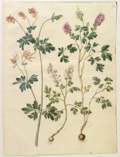 Capnoides sempervirens (harlekinurt); Corydalis solida (langstilket lærkespore)