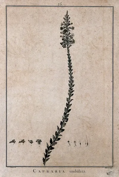 Capraria undulata: flowering stem and floral segments