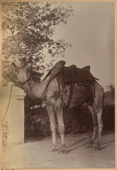 Captain Bailward's camel (verso, left)