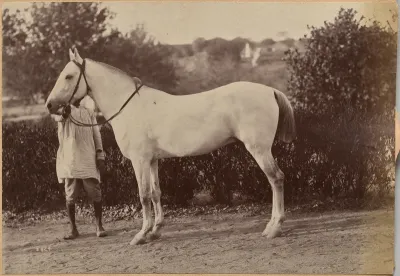Captain Bailward's horse, Jhansi (verso, right)
