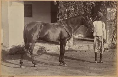 Captain Bailward's horses (recto, bottom)