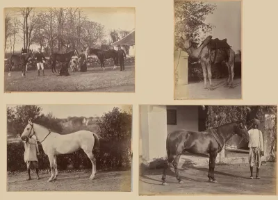 Captain Brown's horses, Jhansi (recto, top); Captain Bailward's horses (recto, bottom); Captain Bailward's camel (verso, left); Captain Bailward's horse, Jhanso (verso, right)