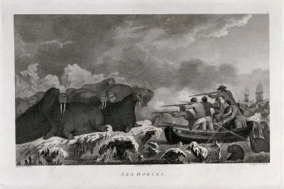 Captain Cook's men shooting at a herd of walrus in the Arctic Ocean during his third voyage (1777-1780)