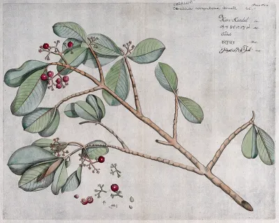 Carallia corymbosa Arn.: branch with flowers and fruit, separate inflorescence, fruit and seed and cross-sections of fruit and flowers