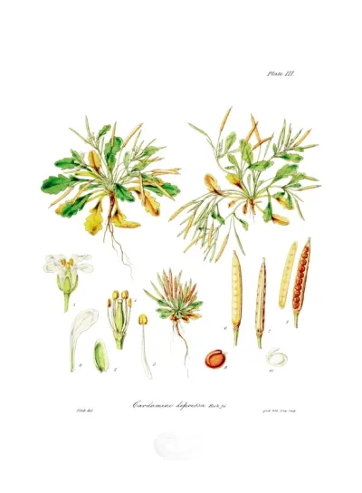 Cardamine depressa