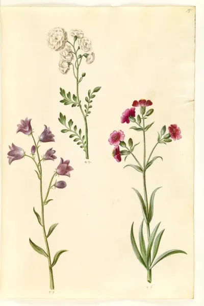 Cardamine pratensis (engkarse); Campanula rotundifolia (?) (liden klokke); Silene vulgaris (?) (blæresmelde)